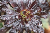 fca960a6-IMG_9741 aeonium.jpg